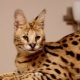 Serval: description, color options, especially the content and feeding