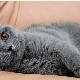 British gray cats: description and rules of care