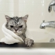 Cat shampoo: how to choose and use it?