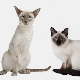 Similarities and differences of Siamese and Thai cats