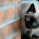 Siamese cats: features and character