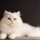 Siberian cats of white color: description of the breed and peculiarities of care