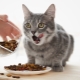 How many times a day is it necessary to feed a cat and what does it depend on?