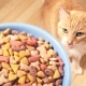 How much dry food to give a cat?
