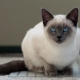 How many Siamese cats live and what does it depend on?
