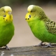 How many wavy parrots live?