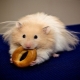 The content of the Syrian hamster at home