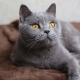 List of names for British gray cats