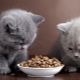 Premium dry feed for kittens