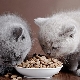Dry food for kittens: tips on choosing and features of use