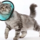 Cat collar: features, selection, production and use