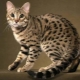All, that need to know about cats breed Allerka