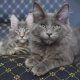 All about Maine Coon blue color