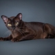 All about cat breed European Burmese