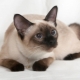 Choosing a name for Siamese cats