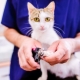 Choosing scissors for clipping claws in cats