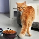 Choosing dry food for older cats
