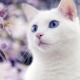 White cats with blue eyes: is deafness characteristic of them and how are they?