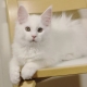 White Maine Coons: color and content features