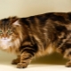 Tailless cats: popular breeds and their content rules