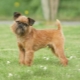 Brussels Griffon: characteristics of dogs and breeding