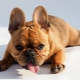 What and how to feed the French bulldog?