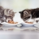What and how to feed a kitten?
