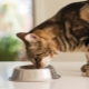 What is the food for sterilized cats different from the usual?