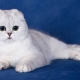 What to feed the Scottish Fold cats?