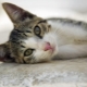 Aegean cat: breed description, character and care