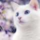 How to call a cat and a white cat?