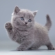 How to name a gray kitten: a list of names for cats and cats