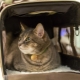 How to transport a cat in an airplane?