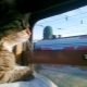 How to transport cats in a train?