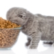 What is the rate of feed for a kitten a day?