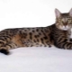 California shining cat: breed description and rules of care