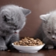 When and how can you give dry food to a kitten?