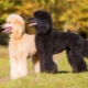 Royal poodle: variations of color, character and training