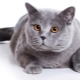 Scottish shorthair cat: breed description and content