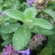 Catnip: what is it and how does the plant act on cats?