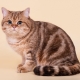 Tabby cats: wool patterns and breed list