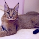 Lynx-like cats: features and popular breeds