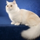 Cats of Napoleon breed: description and features of care