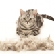 The cat sheds heavily: causes and ways to solve the problem