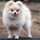 Cream spitz: color features, puppy conditions
