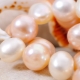 Cultured pearls: varieties and growing process
