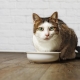 Treats for cats: appointment, tips on choosing and cooking