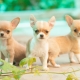 Mini-Chihuahua: how do dogs look and how to keep them?
