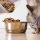 Is it possible to give cats dog food?