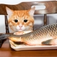 Is it possible to feed cats with fish and what are the limitations?